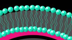 TED-ED: Cell membranes are way more complicated than you think - Nazzy Pakpour Instructional Video