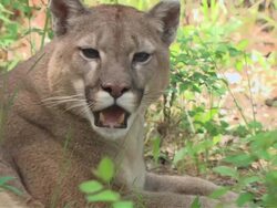 Medium pan-left - A mountain lion rests in the shade of a bush / United States Stock Footage