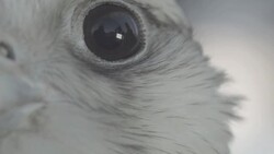 ECU falcon, eye, eyelid, blinking Stock Footage
