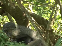 Samango monkery Stock Footage