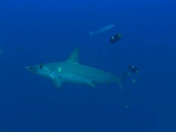 Hammerhead cleaned, Costa Rica, Pacific Ocean  Stock Footage