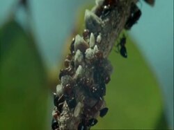 Red ants, Crematogaster sp, crawling over branch, Botswana, Africa Stock Footage