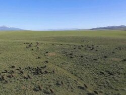 WS AERIAL View of Bison in open grass / Westclife, Colorado, United States Stock Footage