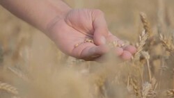 Checking grain seed Stock Footage