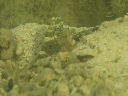 CU Shot of Goby resting on riverbed with shrimp excavating burrow and emerging from burrow briefly / Pemba, Cabo Delgado, Mozambique Stock Footage