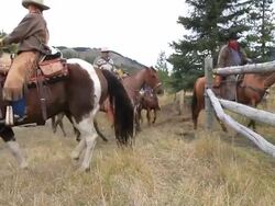 Cowboys on old west cattle roundup Stock Footage