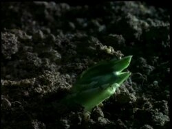 T/L BCU broad bean germination and growth Stock Footage