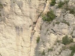 Vulture Flying Alongside Escarprment Stock Footage