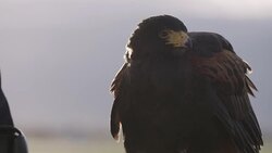 Falcon used to chase away birds at airport Stock Footage