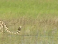 MS PAN Cheetah walking through floodplain waters and dry grass / Okavango Delta, North West District, Botswana Stock Footage