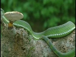 Green snake stalking frog, pan right, Western Ghats, India Stock Footage