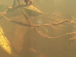 Underwater cayman Stock Footage