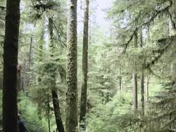 MS TU Couple and dog getting down on boardwalk in rain forest / Tofino, British Columbia, Canada Stock Footage