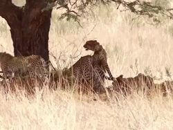 Cheetah Family in the Kalahari Stock Footage