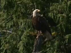 Bald Eagle Stock Footage