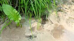 Mineral spring Stock Footage