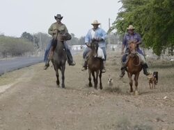 Cuban cowboys on horses riding in rural country near Trinidad Cuba Stock Footage