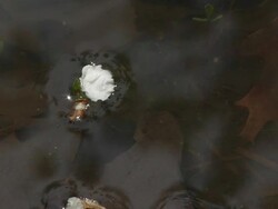 Puddle 008 1080p24 Seamless Loop Stock Footage