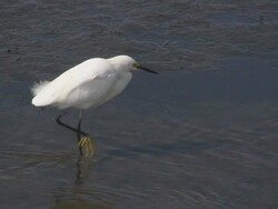 Snowy Egret Walking Stock Footage