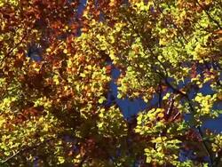 HD: Trees in autumn Stock Footage
