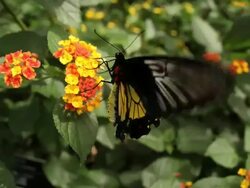 Black butterfly Stock Footage