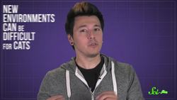 Why Do Cats Love Boxes? Instructional Video