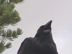 Raven Turns His Back Stock Footage