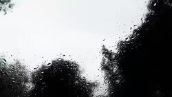 Driving through forest in rainy season Stock Footage