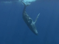 Humpback Whale Stock Footage