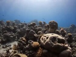 Coral And Fish Stock Footage