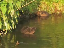Young Coots Stock Footage