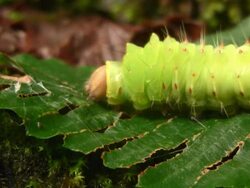 green caterpillar rolling Stock Footage