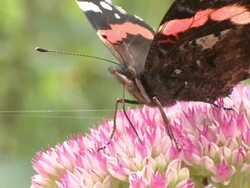Red Admiral (Vanessa atalanta) feeding on Sedum, UK Stock Footage