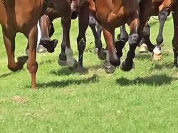 MS TS SLO MO Shot of Gallop horse race / Caen, Normandy, France Stock Footage