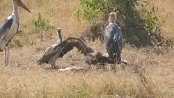 Death FETUS and RAPTORs Maribu Storks & Vultures Stock Footage