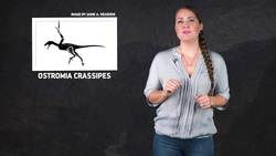 When Birds Had Teeth Instructional Video