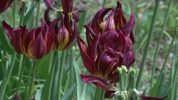 A fifth of the world's plants threatened with extinction News Clip