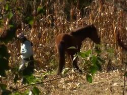 "Elderly woman directing horse with rope, through foliage, crops growing behind, rural Amazonas region of Peru [PerÃƒÂº]" Stock Footage