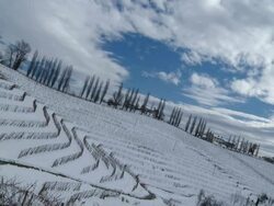 HD TIME-LAPSE: Cloudscape Crossing Snowy Vineyard Region Stock Footage