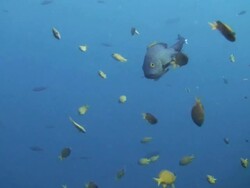 Snapper Stock Footage