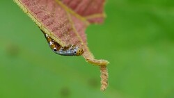 Caterpillars eat leaves. Stock Footage