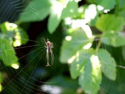 MS Spider hanging on spiderweb with dew drops / Saarburg, Rhineland-Palatinate, Germany  Stock Footage