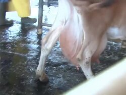 Swollen Udder Stock Footage
