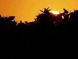 Summer Sunflower Sunset Sunrise Stock Footage