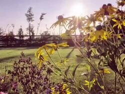 SLIDER; Sunset timelapse through garden flowers Stock Footage