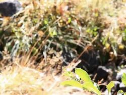 Mosquito Swarm in the Mountain River Stock Footage