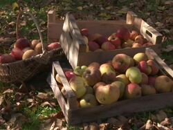 CU Harvest of apples autumn / Brussels, Belgium Stock Footage