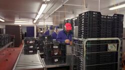Fruit farm workers sort and package harvested strawberries in modern agricultural plant. Stock Footage