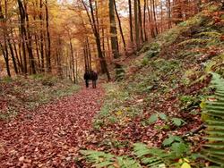  MS Hiker walking thorugh autumn forest  / Kastel-Staadt, Rhineland-Palatinate, Germany Stock Footage
