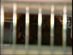 Stowaway cat on first class flight back home to Wisconsin News Clip